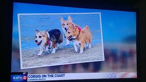 Extremely loving with its family, it will love to follow the family around and be involved in your. Portland Corgi Meetup Group Oregon Usa Home Facebook