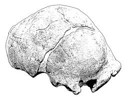 Sich zu seinem vorteil, nachteil verändern. Die Evolution Des Menschen Praehistorische Archaeologie De