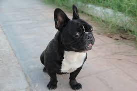 Fotograf Kopek Yavrusu Sevimli Evcil Hayvan Memeli Buldog Acik Havada Fransizca Omurgali Guzel Fransiz Buldok Ihale Kopek Turu Eski Ingiliz Bulldog Memeli Gibi Kopek Etobur Olde Ingilizce Bulldogge Oyuncak Bulldog Filippo