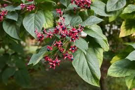 Image result for Clerodendrum melanocrater