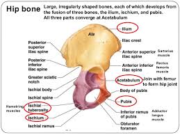 Anatomy and physiology of domestic (an sci220). Lower Limb Bones Joints Muscles Dr B B Gosai