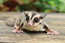 Exotic pets & more inc specializes in exotic small animals, reptiles, birds, as well as tropical and marine fish. 4 Pet Shops For Exotic Tastes Houstonia Magazine
