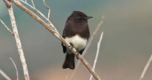Birds That Make Mud Nests Under Bridges The Black Phoebe Is A Dapper Flycatcher Of The Western U S With A Sooty Black Body And Crisp White Belly They Sit In The Open On Low Phoebe Birds Ornithology
