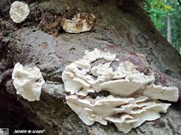 Un Polypore Saprophyte Tout Blanc Le Jardinoscope Toute La Flore Et La Faune De Nos Parcs Et Jardins Parc Et Jardin Tout Blanc Champignon