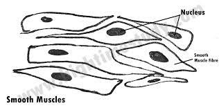 Related posts of smooth muscle diagram. Smooth Muscle Tissue Diagram Class 9 Labeled Skeletal Muscle Cell Diagram Diagram A Detailed Diagram Of The Entire Muscle Fiber Trista Sepeda