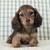 Tan Long Haired Dachshund Puppy