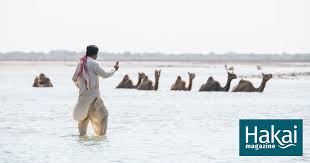 Camels can level up to a max of level 20. Where Camels Take To The Sea Hakai Magazine