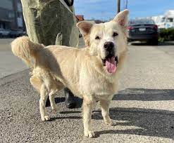 Emerald City Pet Rescue Emeraldcitypet Twitter