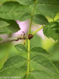 Image result for Fraxinus americana