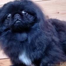 ブリーダーナビ