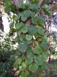 Image result for Dioscorea asteriscus