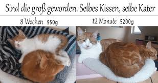 Hallo, mein kater loki ist jetzt fünf monate alt und ich mach mir gedanken wann ich ihn kastrieren lassen sollte. Kastration Eben Noch Katerbabys Katzenblog Katzenflustern