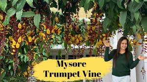 Image result for Thunbergia mysorensis