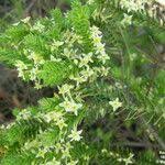 Image result for Struthiola