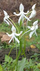 Image result for Habenaria nyikana
