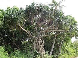 Image result for Pandanus chiliocarpus