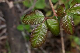 Today, while out hiking i came across some and decided to do a quick video. Weeds That Make You Itch Poison Ivy Poison Oak And Poison Sumac