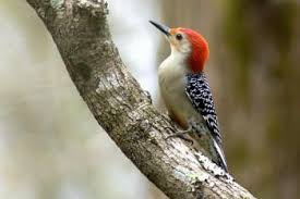 Ohio Bird Red Head Brown Body Photo Credit Dave Cagnolatti Weeks Bay Reserve Foundationhttp Www Weeksbay Org With Images Birds Country Critters Woodpecker