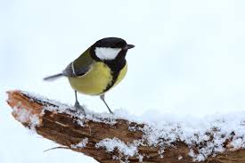 Image result for Kohlmeise vogelhouse