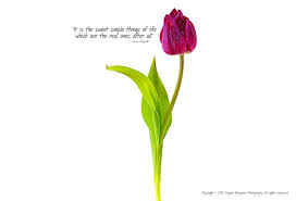 A tulip doesn't strive to impress anyone. Quotes About Tulips 52 Quotes