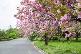 Maybe you would like to learn more about one of these? Garden With Blooming Cherry Blossom Trees With Pink Flowers Spring Season Is In Central Park Of Tokyo City Japan Stock Photo Picture And Royalty Free Image Image 81117379