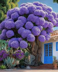 Image result for Jacaranda mimosifolia