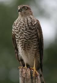 Birds Of Prey Texas Hill Country Pin By Judith Ann Duboe On Favorites Hawk Bird Birds Of Prey Bird Photography