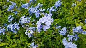 Image result for Plumbago ituriensis