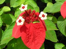 Image result for Mussaenda elegans