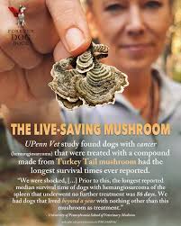 HANDS DOWN, ONE OF THE MOST IMPORTANT MUSHROOMS ON THE PLANET! Whether you  have a dog🐶 suffering with cancer or you're looking for an incredible  cancer preventative to add to your dog's