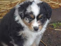Find the perfect puppy for you and your family. Barney Ranch Mini Aussie Pups Aussie Puppies Aussie Shepherd Mini Aussie