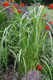 Garten Goldbandgras Aureomarginata Spartina Pectinata Aureomarginata Pflanzen Stauden Blutenfarben