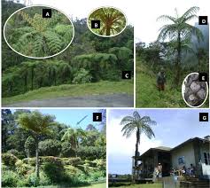 Image result for Cyathea manniana