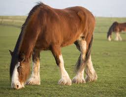 How Many Horsepower Does A Horse Actually Have? The Answer Might Surprise  You