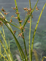 Image result for Cyperus denudatus