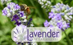 Lavender in the Village