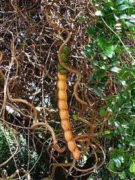 Image result for Entada chrysostachys