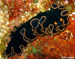 Image result for Pseudobersama