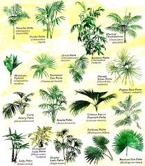 Grow Tropical Palms At Home Organic Gardening Palm Trees