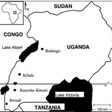 Image result for Cassipourea ndando