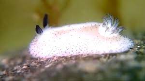 These Strange Slugs Are The Bunnies Of The Sea Youtube