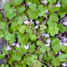 Image result for Cymbalaria muralis