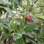 Image result for Agarista salicifolia