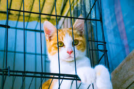 獣医師監修】子猫のケージの選び方・使い方解説！安全で快適な空間を用意しよう | ペットニュースストレージ(ペット保険のペット&ファミリー損保)