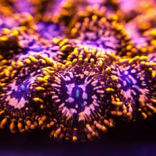 Spend $250.00 more and get free shipping! Coral The Aquarium Cove