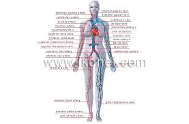 Human Being Anatomy Blood Circulation Principal Veins