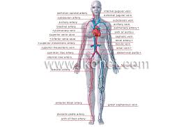 human being anatomy blood circulation principal veins