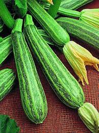 Amazon.com: Squash Zucchini COCOZELLE Italian Heirloom 50 Seeds Cocozella  di Napoli : Patio, Lawn & Garden