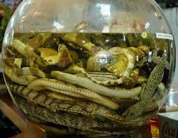 Image result for snake wine