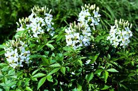 Image result for Cleome stricta